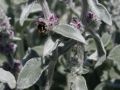 Wollziest - Stachys byzantina
