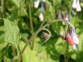 Garten Beinwell - Symphytum grandiflorum 'Hidcote Blue'