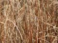 Fuchsrote Neuseeland-Segge - Carex buchananii