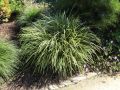 Wei�bunte Japan Segge - Carex morrowii 'Variegata'