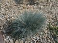 Blauschwingel 'Bergsilber' - Festuca cinerea 'Bergsilber'