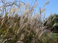 Garten Chinaschilf - Miscanthus sinensis 'Kleine Font�ne'