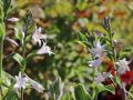 Wei�randige Graublatt Funkie - Hosta x fortunei 'Francee'
