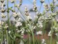 Wei�er Lavendel - Lavandula angustifolia 'Alba'
