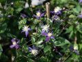 Clematis 'Aromatica' - Clematis integrifolia 'Aromatica'