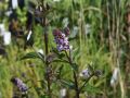 Minze / Dunkle Spearmint - Mentha spicata 'Black Spearmint'