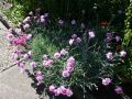 Feder Nelke - Dianthus plumarius 'Roseus'