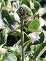 Goldrand Garten Funkie - Hosta fortunei 'Patriot'