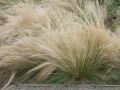 Zartes Federgras 'Pony Tails' / Frauenhaargras - Stipa tenacissima 'Pony Tails'