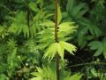 Baldrian - Valeriana officinalis