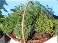 Thymian / Garten-Thymian - Thymus vulgaris