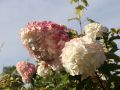 Rispenhortensie 'Vanille-Fraise' -Neuheit- - Hydrangea paniculata 'Vanille Fraise'