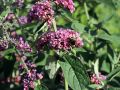 Sommerflieder / Schmetterlingsstrauch 'Flower Power�' - Neuheit! - Buddleja davidii 'Flower Power�'