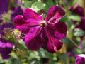 Clematis 'Tuczka' - Neuheit! - Clematis viticella 'Tuczka'