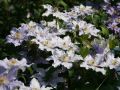 Clematis 'Angelique' TM Evipo 017 (N) - Neuheit' - Clematis 'Angelique' TM Evipo 017 (N)