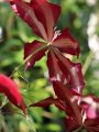 Clematis 'Rebecca' TM Evipo 016 (N) - Neuheit! - Clematis 'Rebecca' TM Evipo 016 (N)