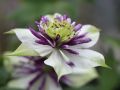 Clematis 'Viennetta' TM Evipo 006 (N) - Clematis florida 'Viennetta' TM Evipo 006 (N)