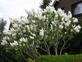 Edelflieder 'Mme Lemoine' - Syringa vulgaris 'Mme Lemoine'