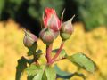 Guillot Rose 'Emilien Guillot' � - Rosa 'Emilien Guillot' �