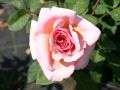 Guillot Rose 'Francis Blaise' � - Rosa 'Francis Blaise' �