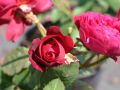 Guillot Rose 'Bicentenaire de Guillot' � - Rosa 'Bicentenaire de Guillot' �