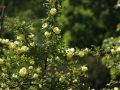 Parkrose 'Hugonis' - Rosa 'Hugonis'
