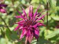 Garten Indianernessel - Monarda fistulosa 'Purple Ann'