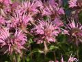 Garten Indianernessel - Monarda fistulosa 'Rosanne'