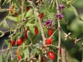 Bocksdorn, Teufelszwirn, - Lycium barbarum