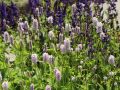 Schneckenkn�terich, Teppichkn�terich - Bistorta affinis 'Superbum'