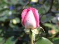 Edelrose 'Beverly' � - Rosa 'Beverly' �