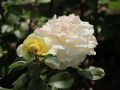 Edelrose 'La Perla' � - Rosa 'La Perla' �