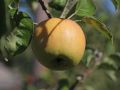 Winterapfel 'Horneburger Pfannkuchenapfel' - Malus 'Horneburger Pfannkuchenapfel'