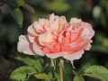 Strauchrose 'Eifelzauber' � - Rosa 'Eifelzauber' �