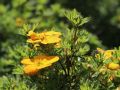 Fingerstrauch 'Orangeschimmer' -Neuheit- - Potentilla fruticosa 'Orangeschimmer'