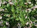 Teppich-Verbene / Kriechende Teppichverbene - Phyla nodiflora