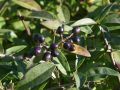 Zwergliguster 'Lodense' - Ligustrum vulgare 'Lodense'