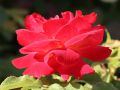 Beetrose 'Midsummer' � - Rosa 'Midsummer' �