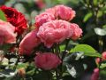 Beetrose 'Bailando' � - Rosa 'Bailando' �