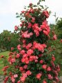 Kletterrose 'Bajazzo' � - Rosa 'Bajazzo' �