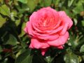 Beetrose 'Sommersonne' � - Rosa 'Sommersonne' �