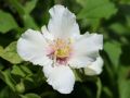 Pfeifenstrauch / Falscher Jasmin (Dame Blanche) - Philadelphus 'Dame Blanche'