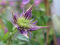 Clematis 'Crystal Fountain'  oder 'Fairy Blue' TM Evipo038 (N) - Clematis 'Crystal Fountain' oder 'Fairy Blue'TM Evipo038 (N)