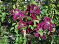 Clematis 'Rosemoor' TM Evipo 002 (N) - Clematis 'Rosemoor' TM Evipo 002 (N)