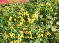 Clematis 'Golden Harvest' - Clematis tangutica 'Golden Harvest'