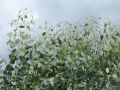 Eukalyptus - Eucalyptus gunnii