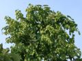 Hopfen - Humulus lupulus