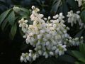 Schattengl�ckchen 'White Pearl' - Pieris japonica 'White Pearl'