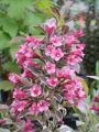 Zwerg-Weigelie 'Monet' - Weigela florida 'Monet'