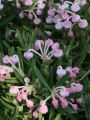 Lavendelheide 'Blue Ice' - Andromeda polifolia 'Blue Ice'